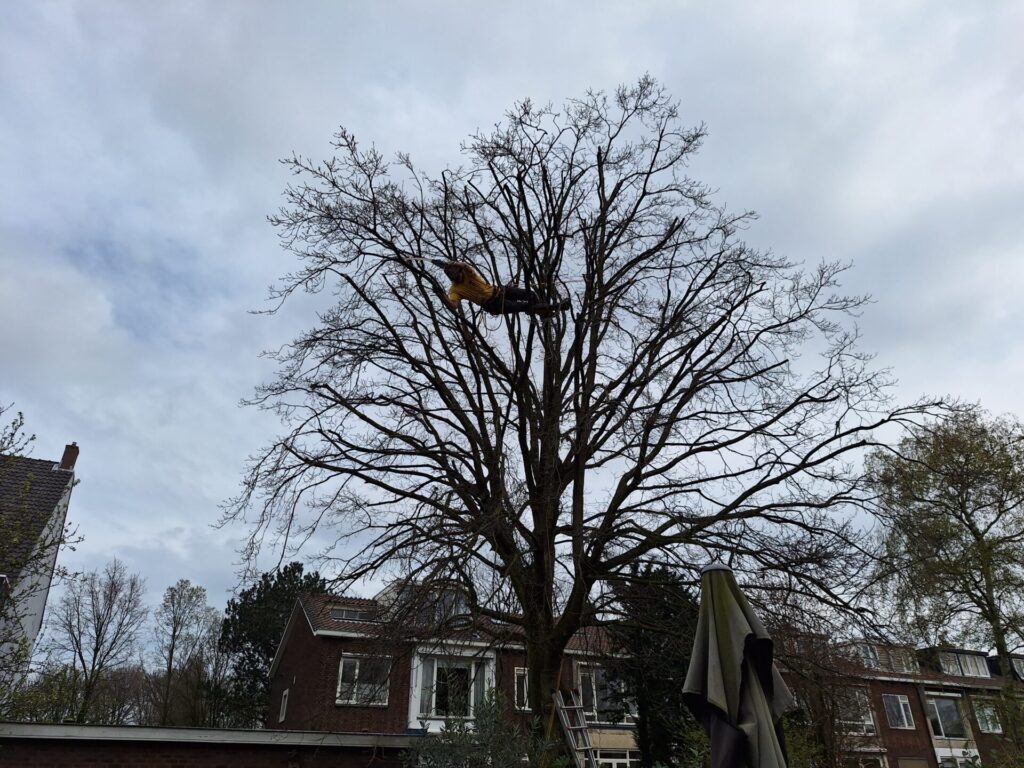 Nino snoeit een grote boom in een woonwijk met klimmateriaal