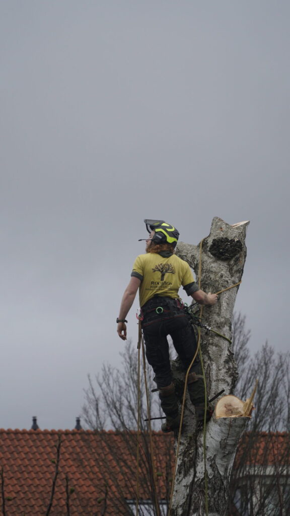 Nino hang aan de bovenkant van een boom