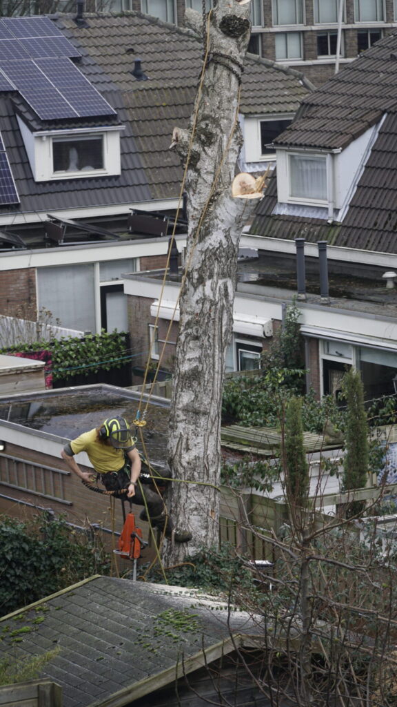 Nino hangt aan een boom in een woonwijk