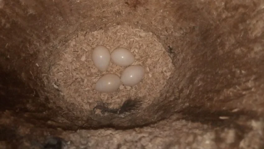 Vogeleieren in een boom