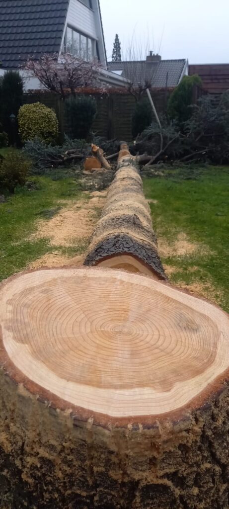 Gezaagde boom ligt op de grond