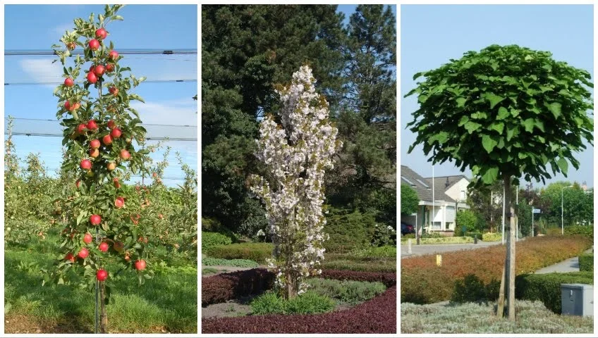 Fruitbomen