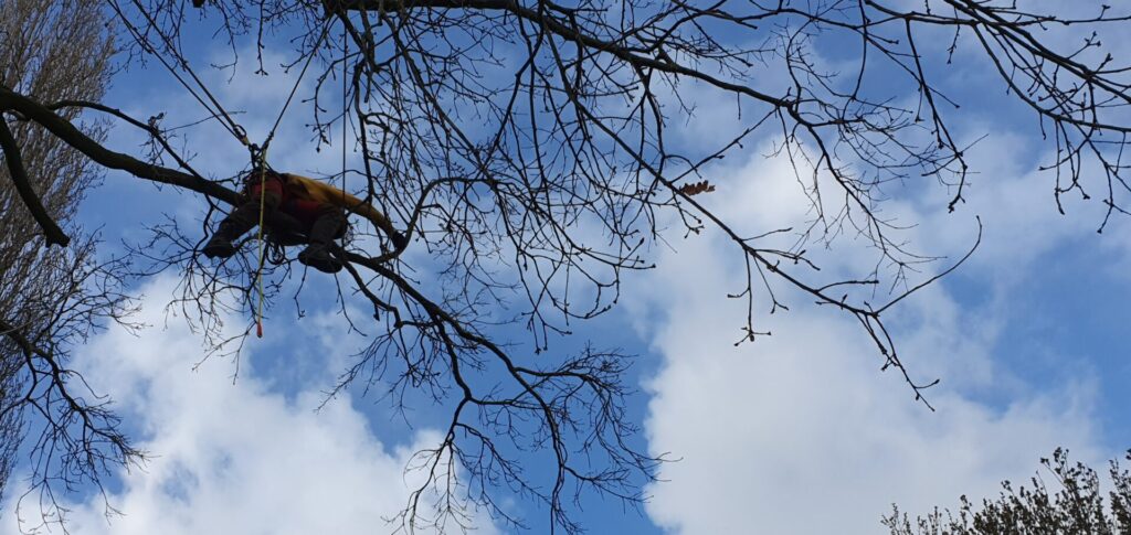 Nino snoeit een grote dennenboom in een woonwijk met klimmateriaal en ladder